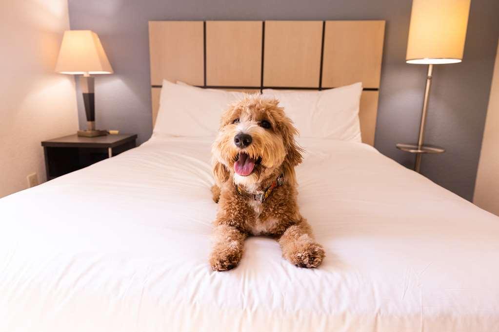 Sonesta Simply Suites Dallas Galleria Camera foto